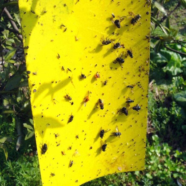 Strong Flies Sticky Traps