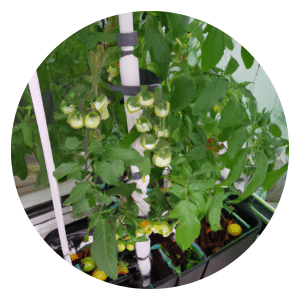 Can you really grow tomatoes in AeroGarden?