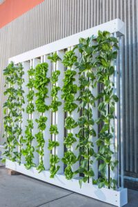 Greenhouse Hydroponics Lettuce