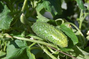 how to growing organic cucumbers