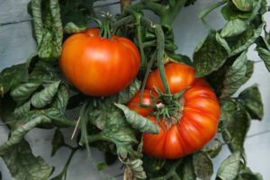 growing organic tomato
