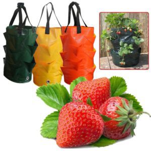 Strawberry Planting Growing Bag