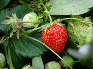 Strawberry-Stand-Frame-Holder-Balcony-Planting-Rack-Fruit-Support-Plant-Flower-Climbing-Vine-Pillar-Gardening