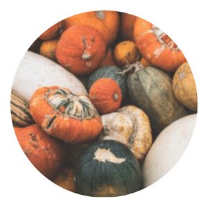 How to grow organic pumpkin