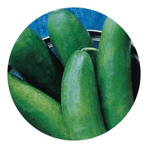 Burpee's Sugar Crunch cucumbers