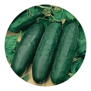 marketer cucumber