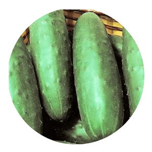 Dasher II cucumbers