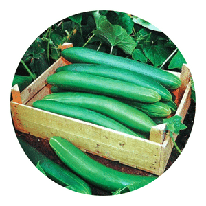 Tanja Cucumbers
