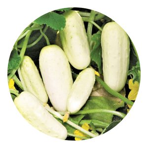 White Wonder Cucumbers