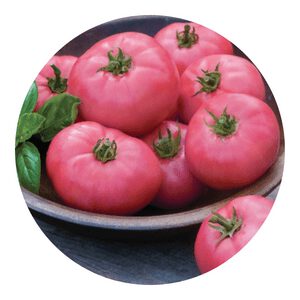 How to grow organic Pink Tomato