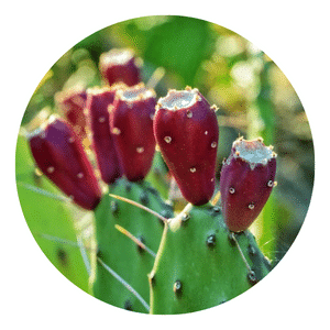 How To Grow Prickly Pear