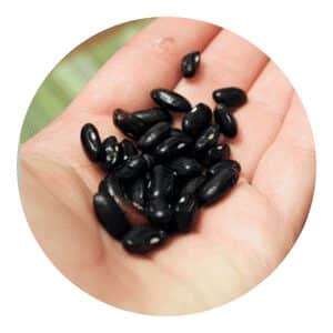 black beans seeds