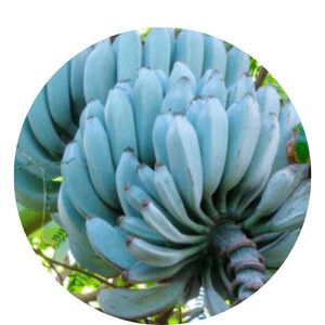 how to grow organic blue banana