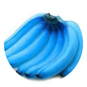 Blue Java Banana