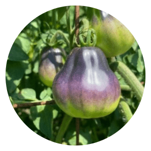 Blue Pear Heirloom Tomato Seeds