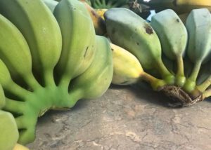 How To Grow Blue Banana