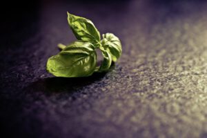 How To Grow Organic Basil