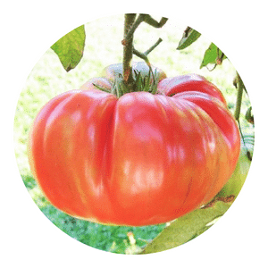 Henderson’s Pink tomato
