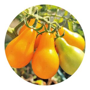 Yellow Pear tomato
