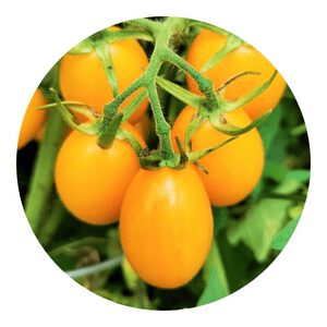 Yellow Plum organic tomato