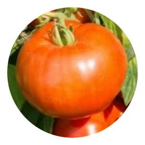 Rutgers tomato