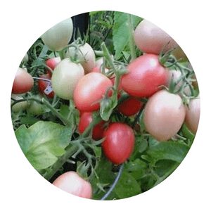 Pink Thai organic tomato