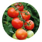 Floradade organic tomato seeds