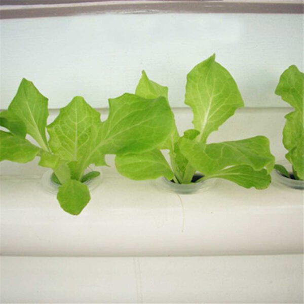 36 Holes Hydroponic Piping Site Grow Kit
