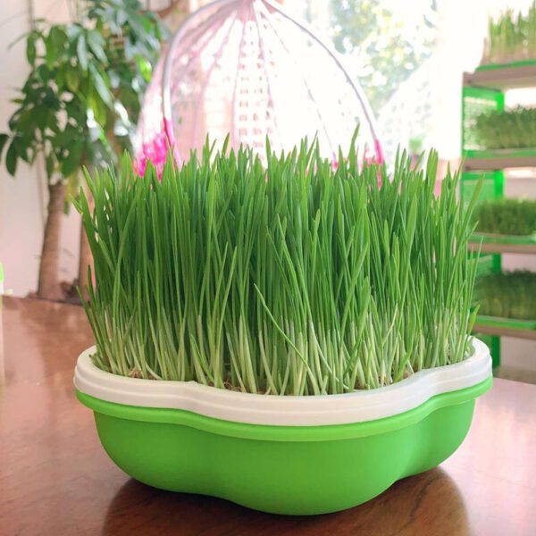 Bean Sprouts Growing Tray With Shading Cover