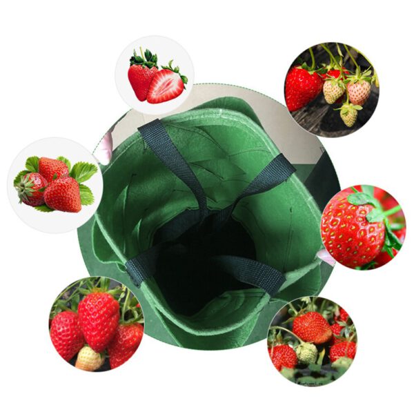 Strawberry-Grow-Container-Bag