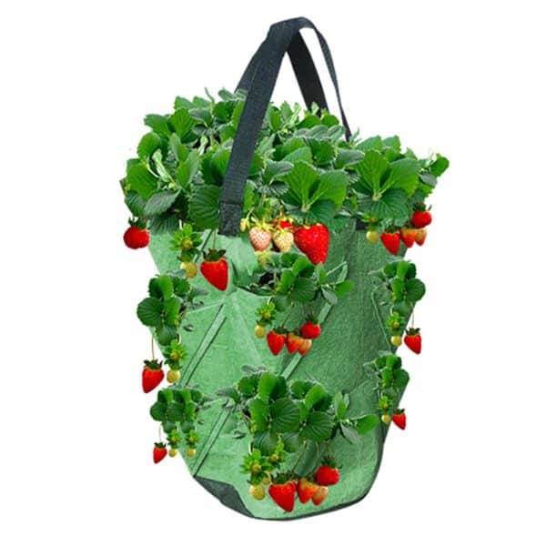 Strawberry-Grow-Container-Bag