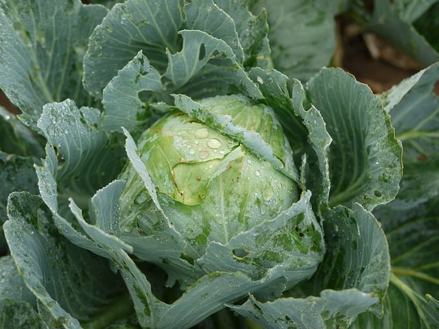 Growing organic cabbage
