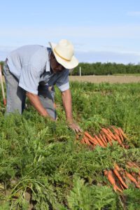Garden Carrots Organic Seeds