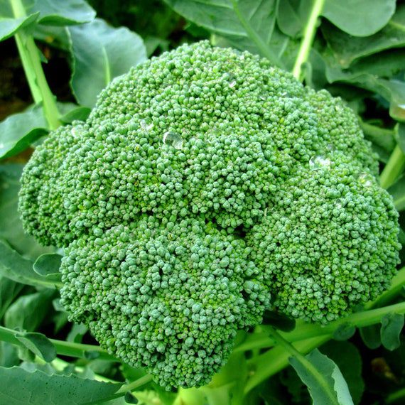 Broccoli Organic Seeds