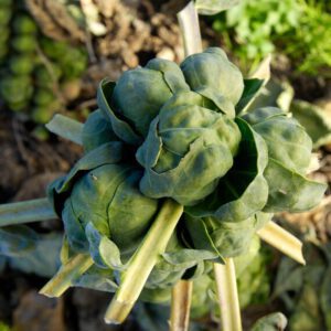 Brussels Sprouts Organic Seeds