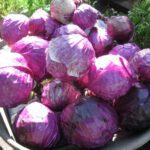 Red Cabbage Organic Seeds