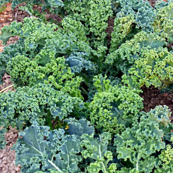 Kale Organic Seeds