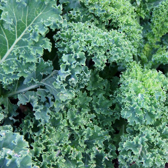 Kale Organic Seeds