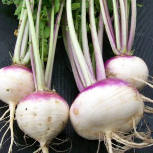 Turnip Organic Seeds
