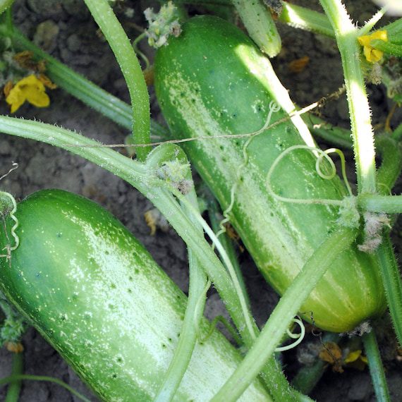Cucumber Organic Seeds