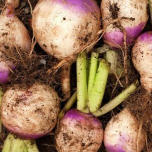 Organic Turnip