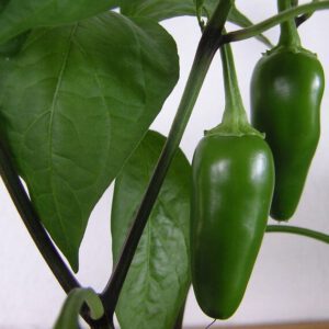 Pepper Jalapeño Organic Seeds