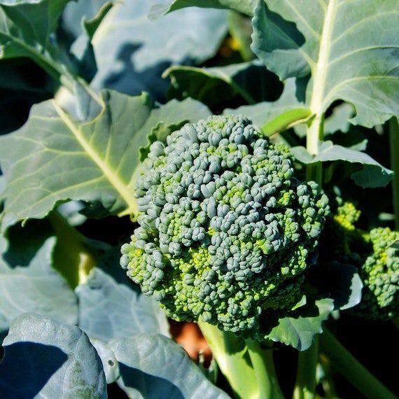 Broccoli Organic Seeds