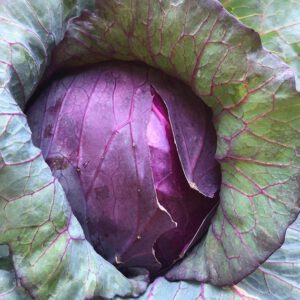 Red Cabbage Organic Seeds