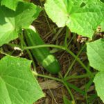 Cucumber Muncher Organic Seeds
