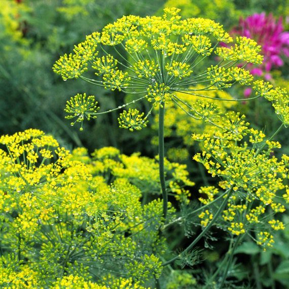 Dill Bouquet Organic Seeds - Heirloom, Open Pollinated Non GMO Grow the organic vegetables yourself Free shipping throughout the USA