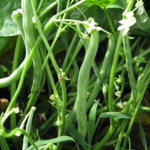 Bean Organic Seeds