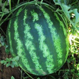 Watermelon Organic Seeds
