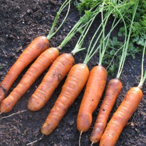 Garden Carrots Organic Seeds