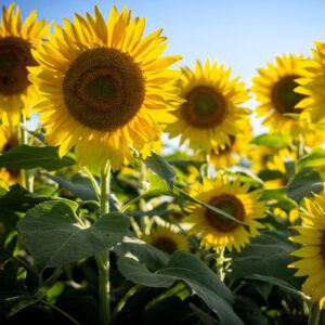 Mammoth Sunflower Organic Seeds